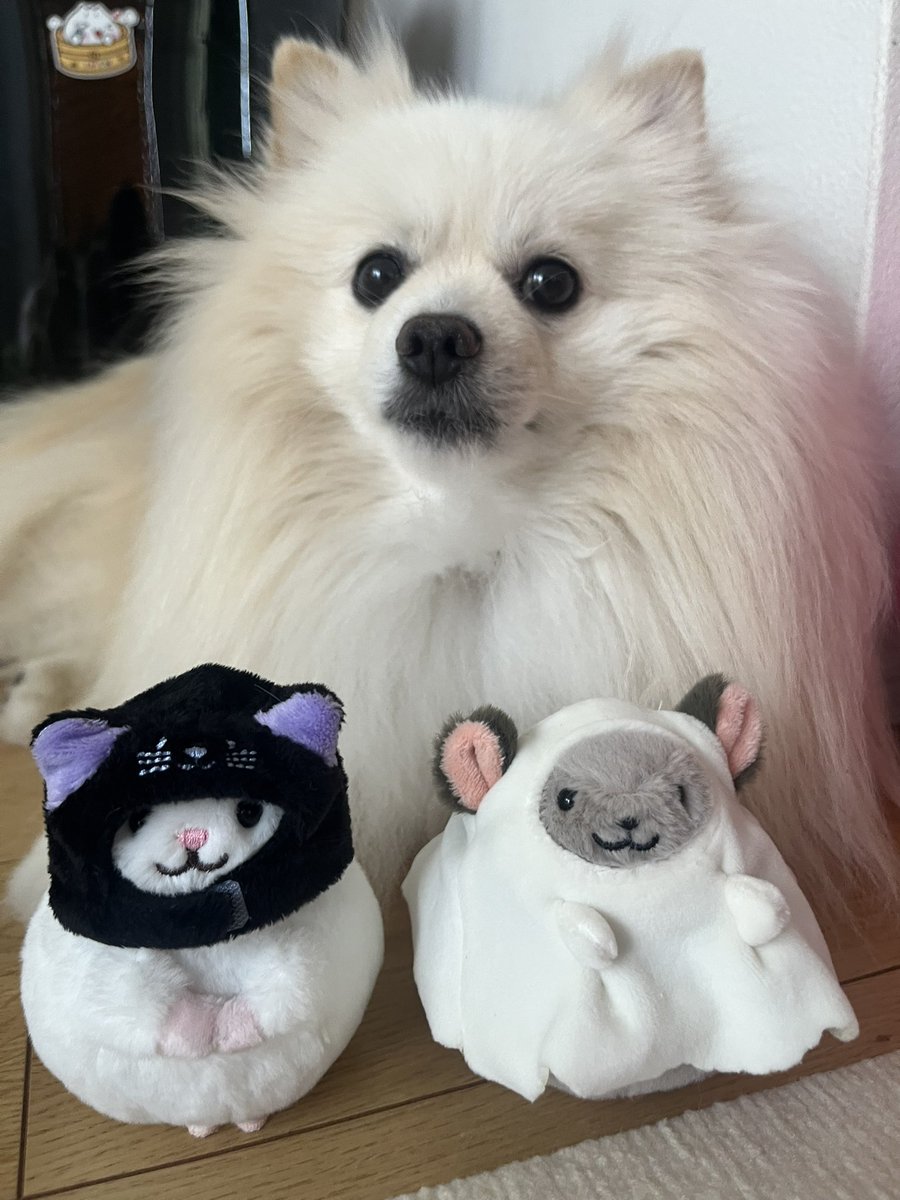 manyutan's tweet photo. カルディのチンチラーズ買ってきた。かわいすぎる👻 https://t.co/FgwECIimIy