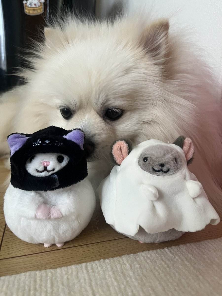 manyutan's tweet photo. カルディのチンチラーズ買ってきた。かわいすぎる👻 https://t.co/FgwECIimIy