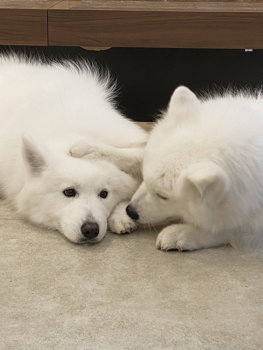 samoyed_cafe tweet picture