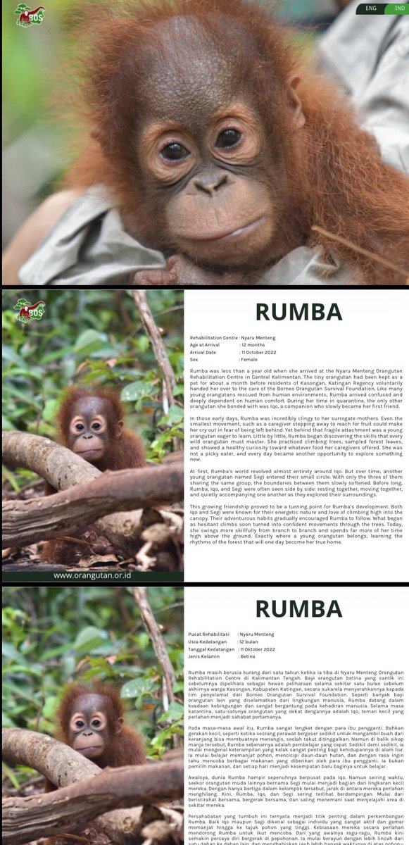 skenasapi's tweet photo. kado untuk diri sendiri: mengadopsi adek lucu ini di bos foundation🦧🫶

luv rumba🫶🫶🥰❤️ https://t.co/vYV6t9ijgG