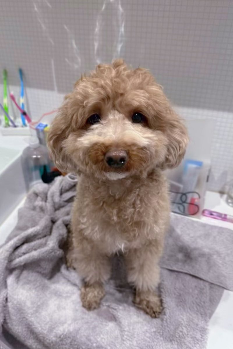 uxl__02's tweet photo. うちの子が可愛すぎてごめんなさい՞⸝⸝>  ̫ <⸝⸝՞👍🏻💞
 #家族  #ペット #犬 #トイプードル #カフェラテ https://t.co/to3PAdS0Vo