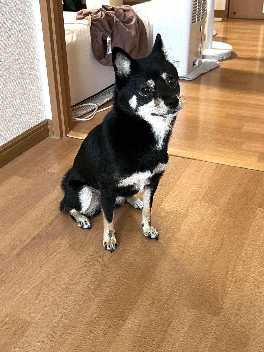 ohimeyan's tweet photo. 飼い主には出迎え時としっぽの後追いしかフリフリしないおひめ
今日��通に撫でてたら尻尾振っててさすがに泣いた🤦🤦🤦 https://t.co/OcyibDWOrY