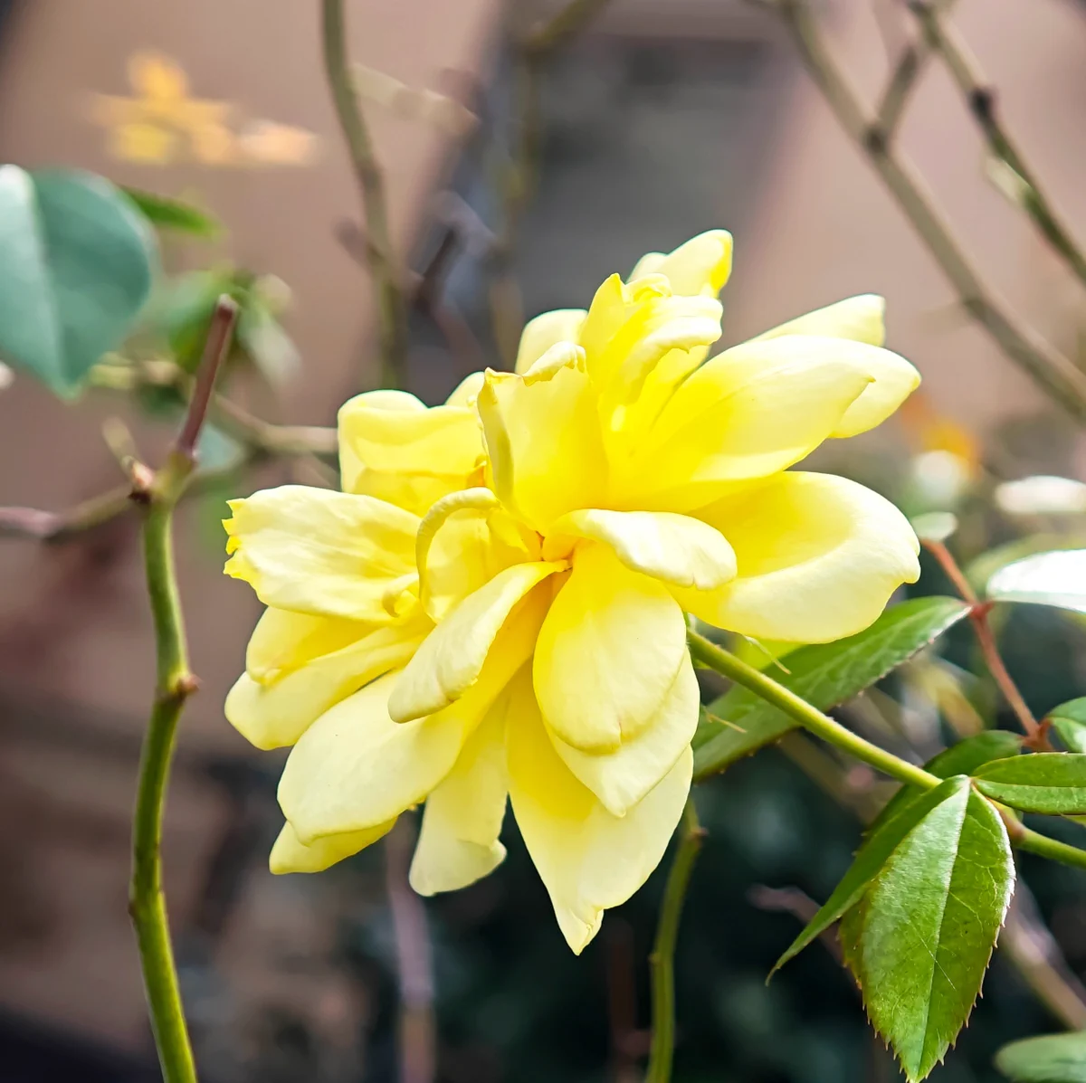 Flowers on X