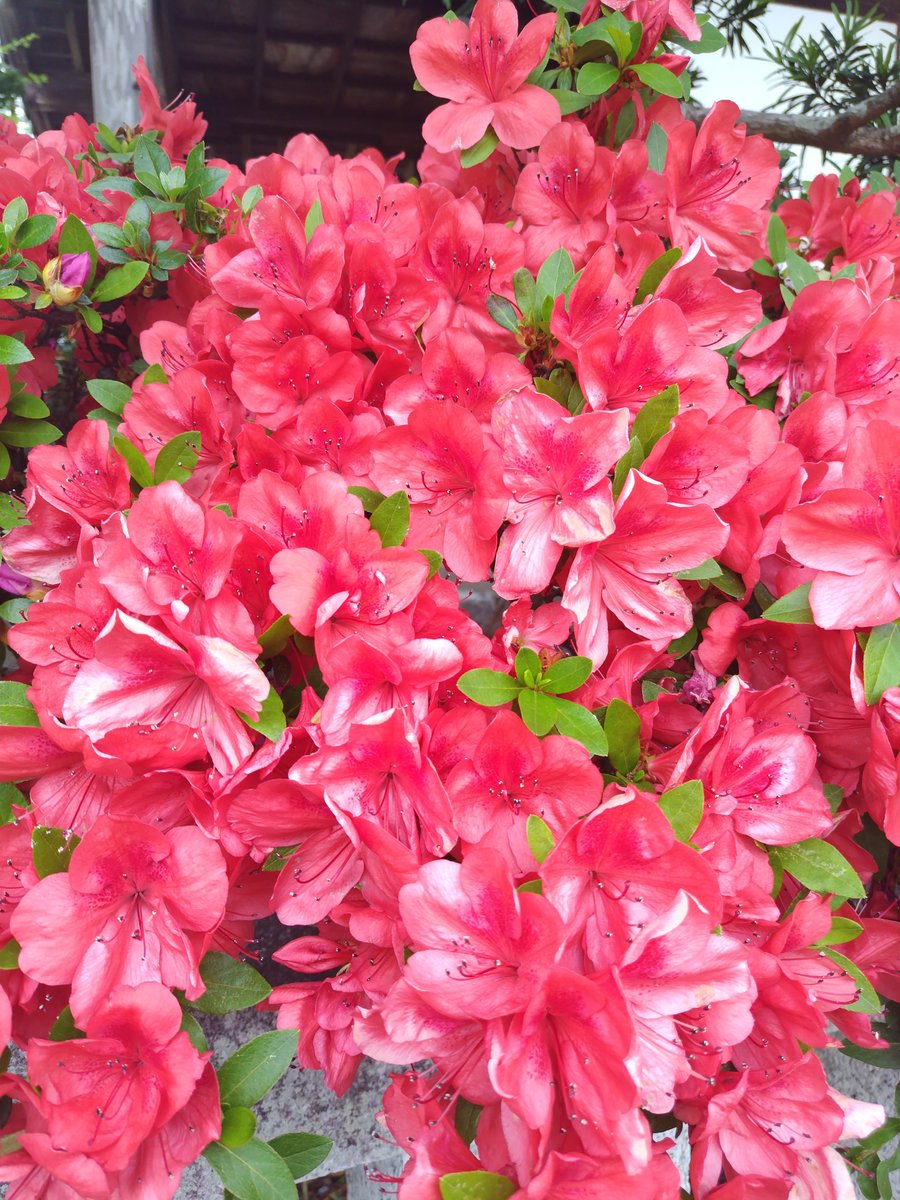 stockviola1's tweet photo. 8.8.31㈪
８月最後の日、お疲れ様でした

野菜の日を記念して、やっぱり健康のために今日からダイエット頑張ろう💪の気持ち
カツカレー食べたけど😅
一緒にガンバロー！

８月ありがとうございました🙏
９月からも楽しく、頑張っていきましょう😊🙌🏻

おやすみなさい✨️

#TLを花でいっぱいにしよう https://t.co/vmmKxBfiJK