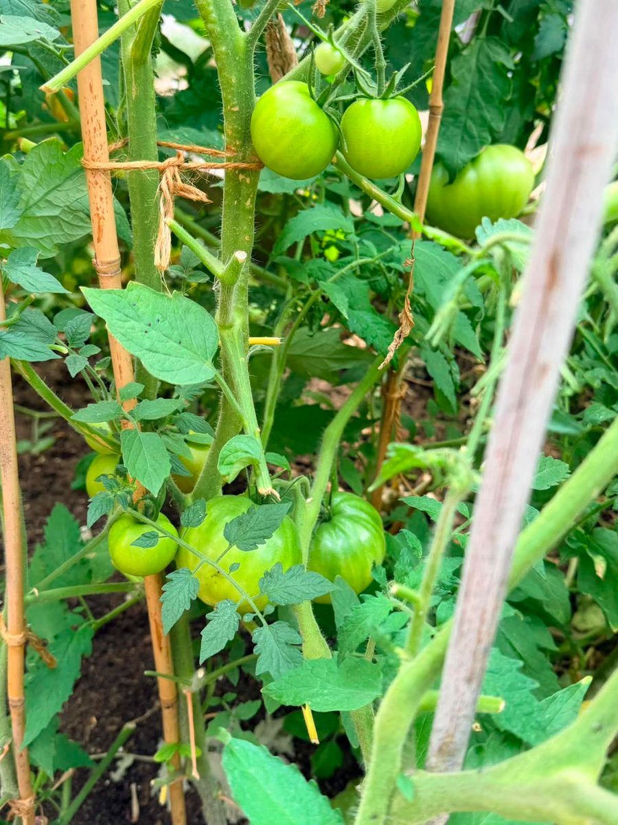 LutonTotal's tweet photo. Our Gardening Club is a great way to get outdoors, learn new skills and support your emotional and physical wellbeing. Join us at our next session and get involved! 2, 16 &amp; 30 September | 10:00am – 12:00pm | Lea Vale Medical Practical, Liverpool Road Health Centre, 9 Mersey Place https://t.co/EyiAgy4qG4