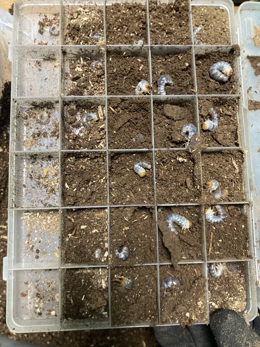 sakuya_beetle's tweet photo. フォルスター キヨタミ 2セット分の割り出し
幼虫69匹＋8卵と良い感じ☺️

既に3コンテナ投入済みなので、今期抱える残り3コンテナ分は回収できた🙆‍♂️

残りのセットの分は余品販売で https://t.co/xmkX31exPW