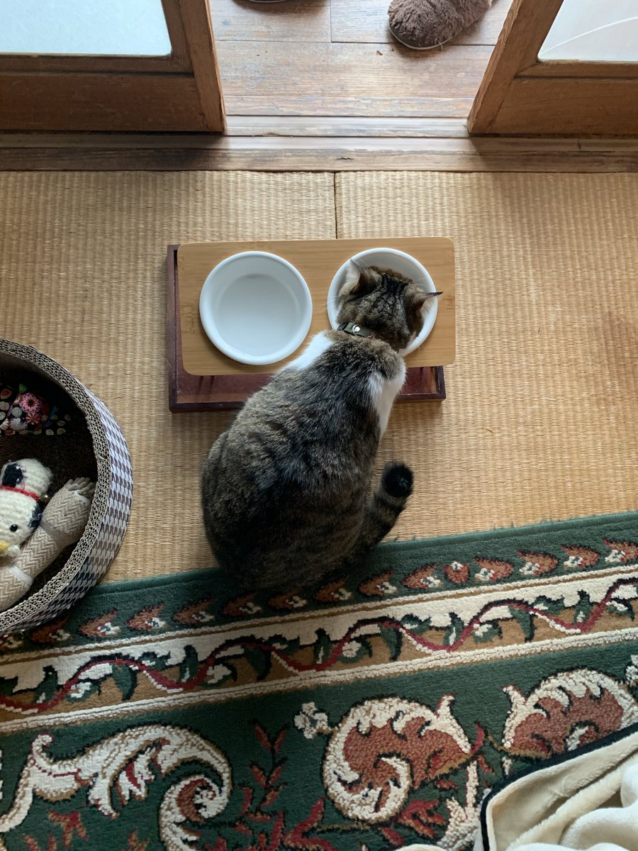 920_kunimaru's tweet photo. 8/31のおはよ🌥️九二丸

#月曜日のねこ
#ムムくがつの足音
#8月は今の内に全部食べニｶﾘｶﾘﾊｸﾞﾊｸﾞｶﾘｶﾘ https://t.co/DYsIu45xcp