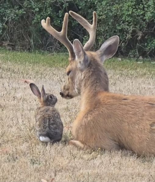 doffysrabbit's tweet photo. good morning!!! lets lift each-other up n continue to hop along cheerfully https://t.co/uHckmNxSIb