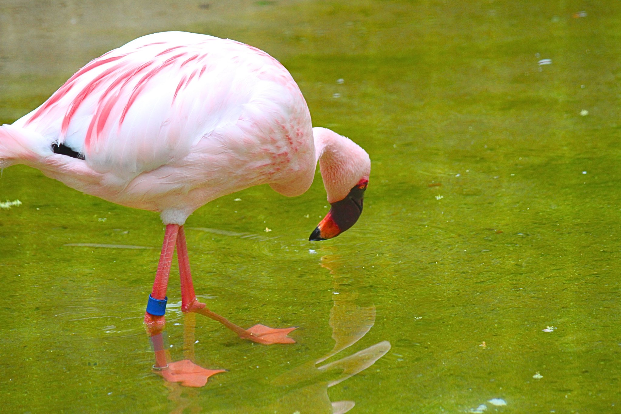 On X Lesser Flamingo Phoeniconaias Minor on-x-lesser-flamingo-phoeniconaias-minor