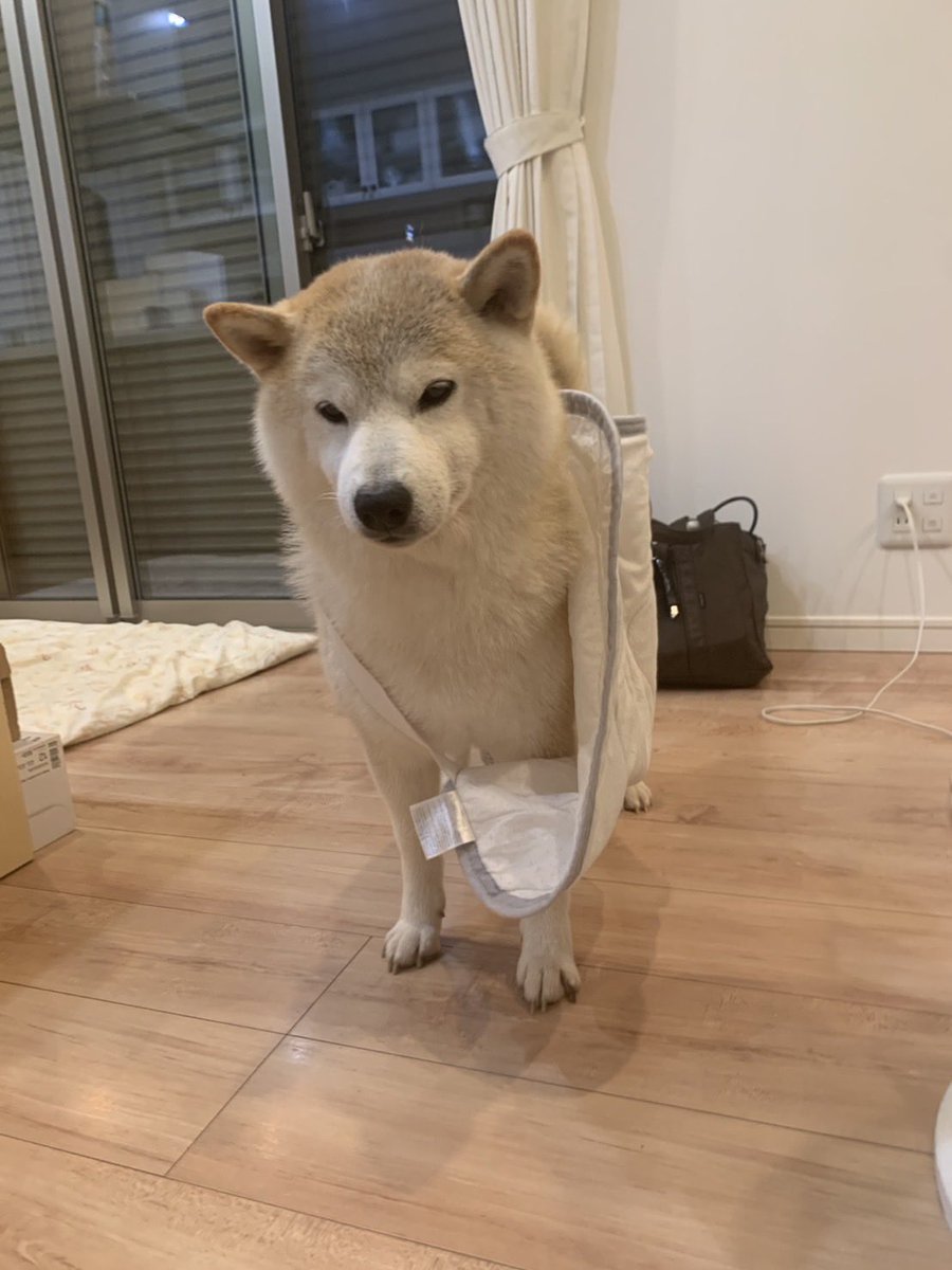 mugimu43060's tweet photo. 犬を見てくれてありがとう
これは

おこぼれをもらうことに必死な犬
弟に枕カバーを着せられて不服な犬
近所の友達犬と並んだ時に同じ柴犬だとは思えないと言われていた犬
お気に入りを纏い満足げな犬

です https://t.co/gztrkzO96U