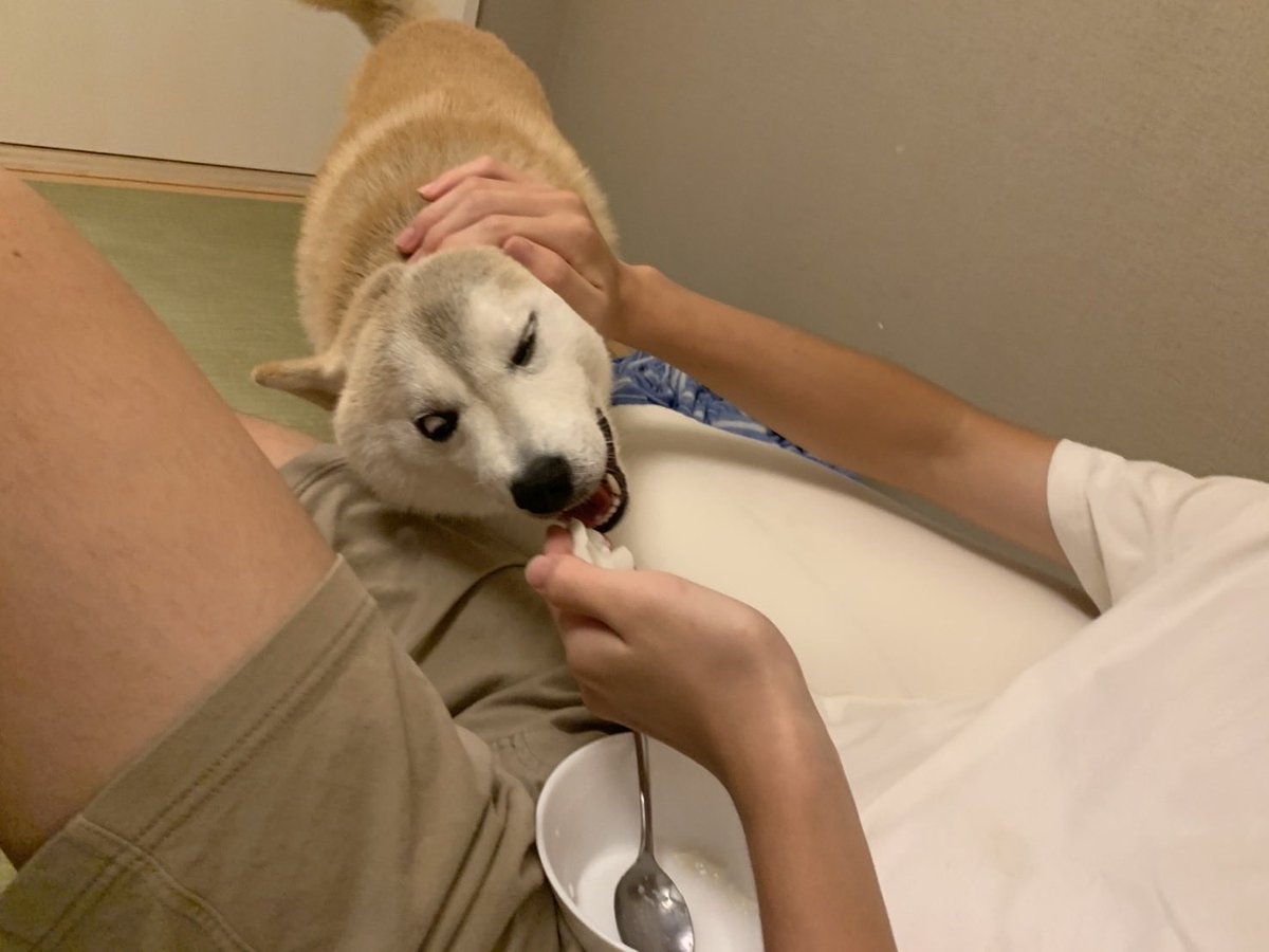 mugimu43060's tweet photo. 犬を見てくれてありがとう
これは

おこぼれをもらうことに必死な犬
弟に枕カバーを着せられて不服な犬
近所の友達犬と並んだ時に同じ柴犬だとは思えないと言われていた犬
お気に入りを纏い満足げな犬

です https://t.co/gztrkzO96U