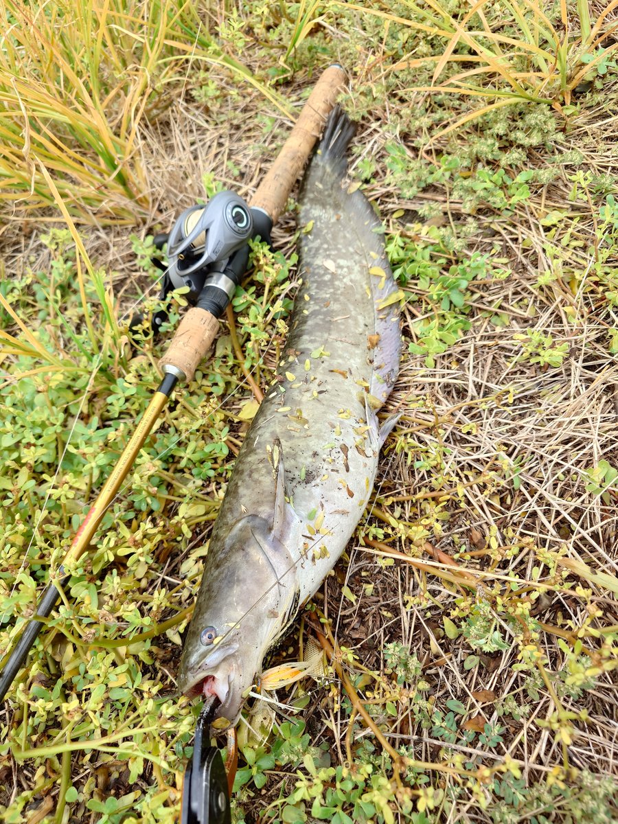 dan78690814's tweet photo. 出張から帰ってきたらナマズに癒やしてもらうのがルーティンになってます(笑)
昼間でも遊んでくれるのはありがたいですが暑すぎる…
#ナマズ 
#ナマズ釣り 
#来週からまた大分に出張 https://t.co/1Vqj3wCr5G