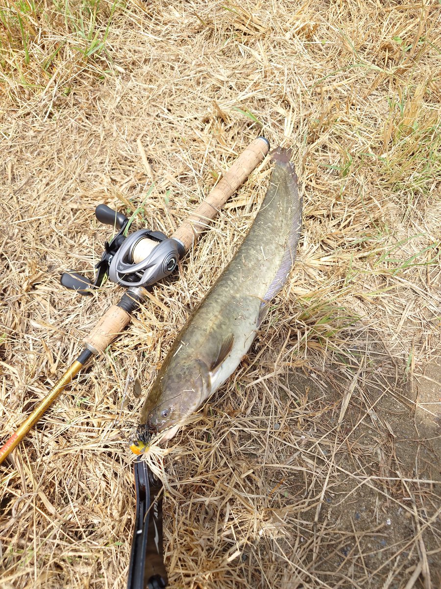 dan78690814's tweet photo. 出張から帰ってきたらナマズに癒やしてもらうのがルーティンになってます(笑)
昼間でも遊んでくれるのはありがたいですが暑すぎる…
#ナマズ 
#ナマズ釣り 
#来週からまた大分に出張 https://t.co/1Vqj3wCr5G