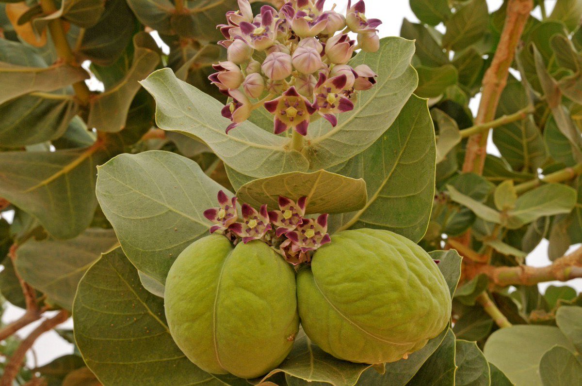 EnnediTchad's tweet photo. LE SAVIEZ-VOUS ? 
Le pommier de Sodome (Calotropis procera) est remarquablement adapté au climat aride de l’Ennedi. Ses grandes feuilles, ses fleurs et ses fruits volumineux le distinguent. Il libère un latex blanc lorsqu’il est blessé.
📸Elsa Boussière
@AfricanParks https://t.co/aiZXdRp6Yg