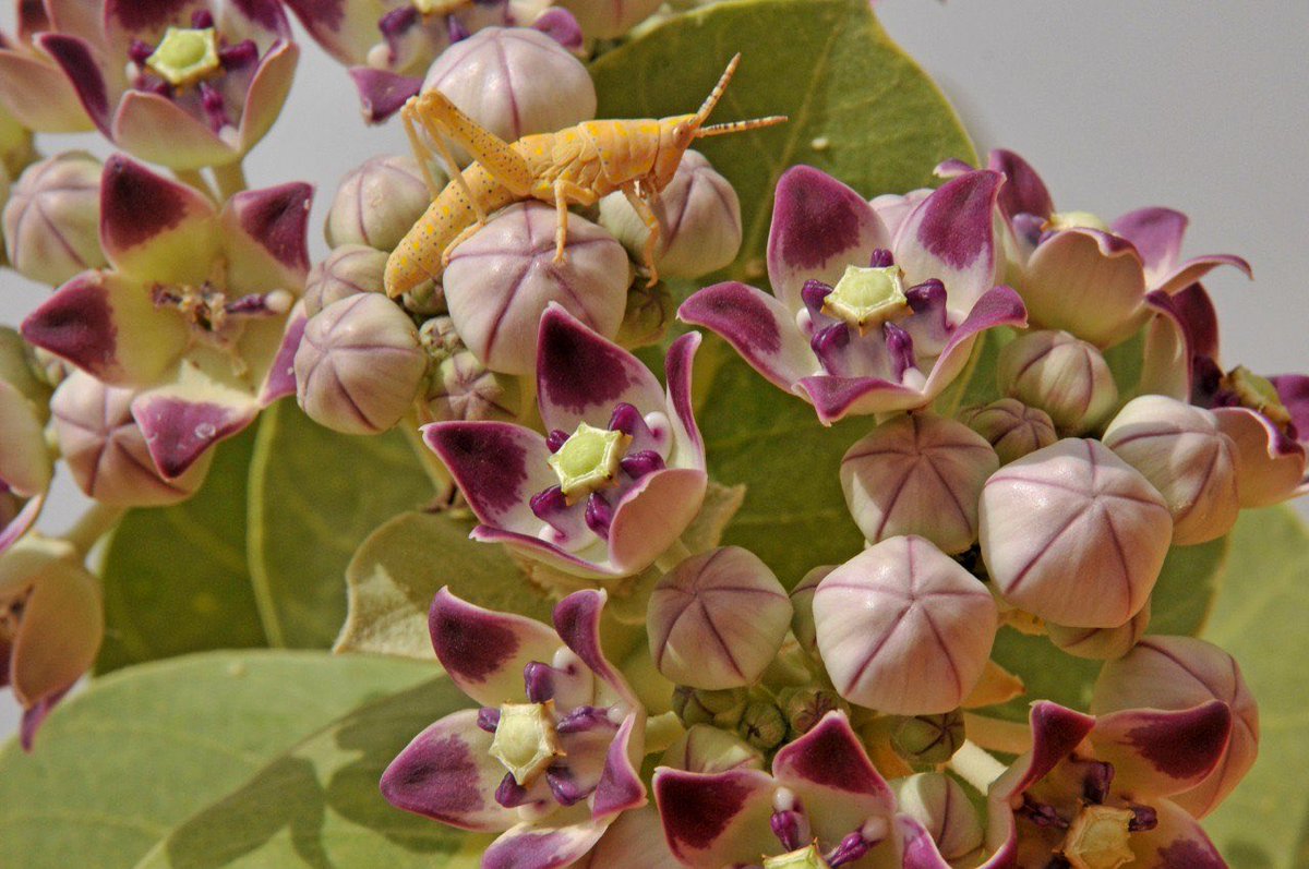 EnnediTchad's tweet photo. LE SAVIEZ-VOUS ? 
Le pommier de Sodome (Calotropis procera) est remarquablement adapté au climat aride de l’Ennedi. Ses grandes feuilles, ses fleurs et ses fruits volumineux le distinguent. Il libère un latex blanc lorsqu’il est blessé.
📸Elsa Boussière
@AfricanParks https://t.co/aiZXdRp6Yg