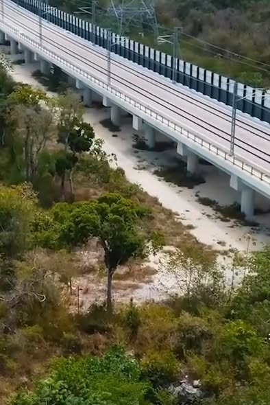 GARCIPAVON's tweet photo. CORRUPCIÓN Y DESTRUCCIÓN EN QROO: 15 MIL PILOTES OXIDADOS DENTRO DE NUESTROS CENOTES: EL PRECIO DEL TREN MAYA.
¿Realmente usas el Tren Maya?
En el Tramo 5 de Playa del Carmen a Tulum clavaron más de 15 mil pilotes de acero y concreto DENTRO del acuífero, perforando cuevas y cenotes que eran agua cristalina.
Hoy esos pilotes están reventados, oxidados y tirando cemento dentro del agua, según buzos de Sélvame del Tren que lo documentaron en 2026.
¿Por qué es grave? Porque Quintana Roo es roca caliza porosa, como una esponja. No son cenotes aislados, es un solo río subterráneo que conecta todos los cenotes entre sí y llega hasta el mar y el arrecife. Si contaminas uno, contaminas toda el agua que circula en Quintana Roo.
El óxido y el concreto ya viajan por esas venas de agua. La que tomamos. La del pez ciego Dama Blanca que solo vive aquí. La del arrecife.
Profepa ya confirmó la contaminación en 2024.
¿Valió la pena destruir cenotes de millones de años por un tren que va semivacío?
Y PARA ACABARLA: EL ATRACO
Nos dijeron que el Tren Maya costaría 150 mil millones de pesos. Al final nos costó más de 500 mil millones según Hacienda y el IMCO. Un sobrecosto de 228% a 281%, más de 350 mil millones de pesos extra sin explicación. Y hoy pierde 27 millones de pesos AL DÍA, gasta 10 veces más de lo que ingresa y ha movido apenas 2.6 millones de pasajeros en casi 3 años.
Nos destruyeron los cenotes, nos envenenaron el agua y además nos robaron.
¿Valió la pena?
#trenmaya #CANCUN #CORRUPCION #Quintanaroo
Fuente: Sélvame del Tren / Cenotes Urbanos / Profepa / Secretaría de Hacienda / IMCO / México Evalúa.
✍️  El Informante Quintana Roo