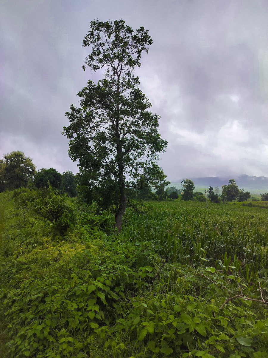 coderabhiram's tweet photo. #nature #rain #rainclouds #clouds #mountains #roadtrip #travel #greenary #weekend #trees #dream #green #mountaintrip https://t.co/9X6k2Dg9pY