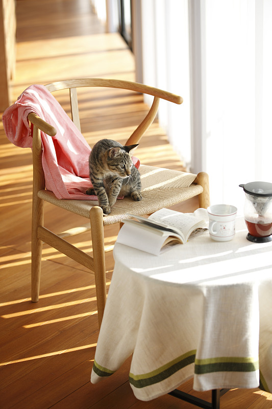 aileu128431's tweet photo. Woke up to a sunny Saturday with hot coffee and my fluffy cat curled up on the couch – the best kind of lazy day at home.， https://t.co/BcClj5aVgi