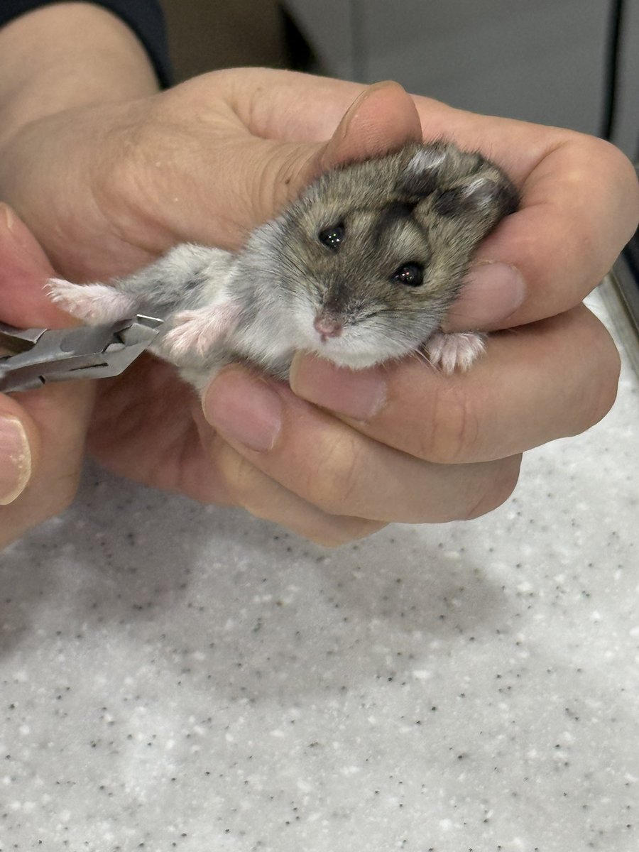 pudiding0's tweet photo. 손톱 깎이는 양갱
미안한데 너무 귀여워서 사진을 참을 수 없었다
김양갱은 완전 건강하대요~ 대변에 기생충 알 하나조차 없는 건강 햄서터! https://t.co/QDVMhPLfw9