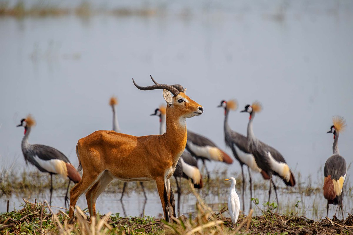 SafariChapter's tweet photo. “Every journey begins with a single step. This Monday, take that step toward a new destination, a new adventure, and a new story.”
Travel. Explore. Discover. Repeat.
#mondaymotivation #traveluganda #exploreuganda🇺🇬 #traveltuesday 
https://t.co/t5pKYa1Uox https://t.co/fOszLk04T3