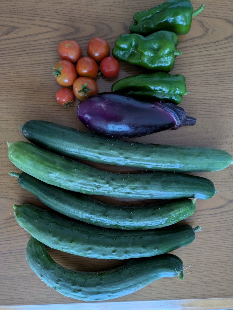252525cchi's tweet photo. 今日は8月31日、野菜の日だったんですね！
今年家庭菜園でキューリ、ナス、ピーマン、ミニトマト、大葉！
沢山採れた～ナスとピーマン、大葉はまだまだ採れそう👍 https://t.co/pkJT7g6Ooy