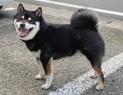 be_tomo's tweet photo. ＃福島県　＃郡山市　＃郡山市保健所　＃迷い犬　＃迷子犬　#保護情報 

保護日時令和8年8月25日（火曜日）　11時
保護場所田村町糠塚字岩ノ作
＃柴犬
毛色黒
雄
首輪赤（赤リード付）
体格中
毛並普通 https://t.co/h9TZNWgiq5