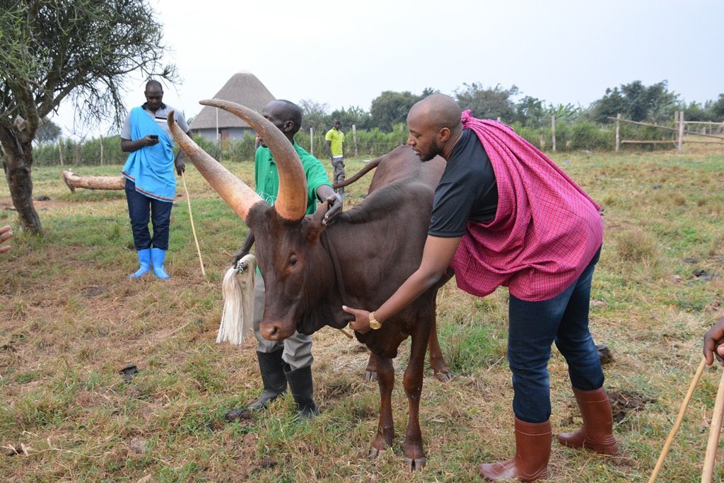 emburara's tweet photo. We continue to honor Our King, His Majesty Amooti Rukirabasaija Omukama Oyo Nyimba Kabamba Iguru Rukidi IV, the king participated and embraced sustainable and cultural tourism, we are glad to have been blessed with your presence at the farm lodge.
#legacy #emburara https://t.co/0uLdz9pS0a