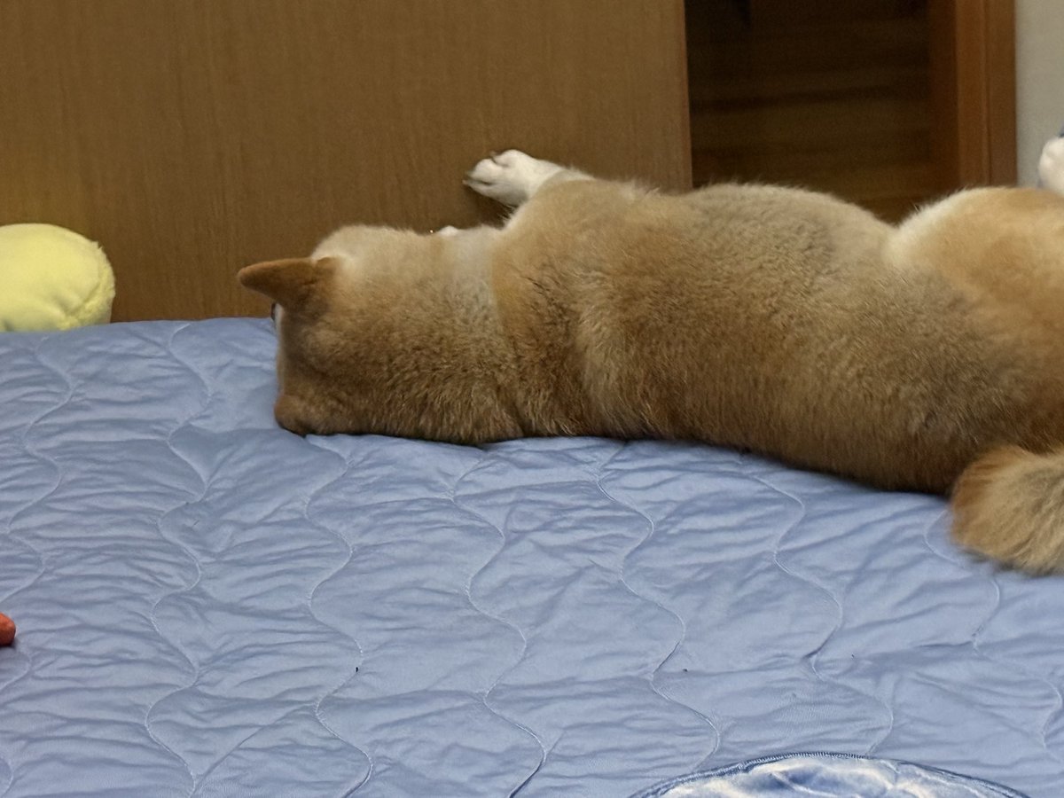 YumeShibainu510's tweet photo. 8月終わっちゃうなぁ〜
ってことで（？）
昨夜の冷房を効かせた部屋の戸を開けて熱気を入れるお犬様をどうぞ https://t.co/vX7y3tJYDy