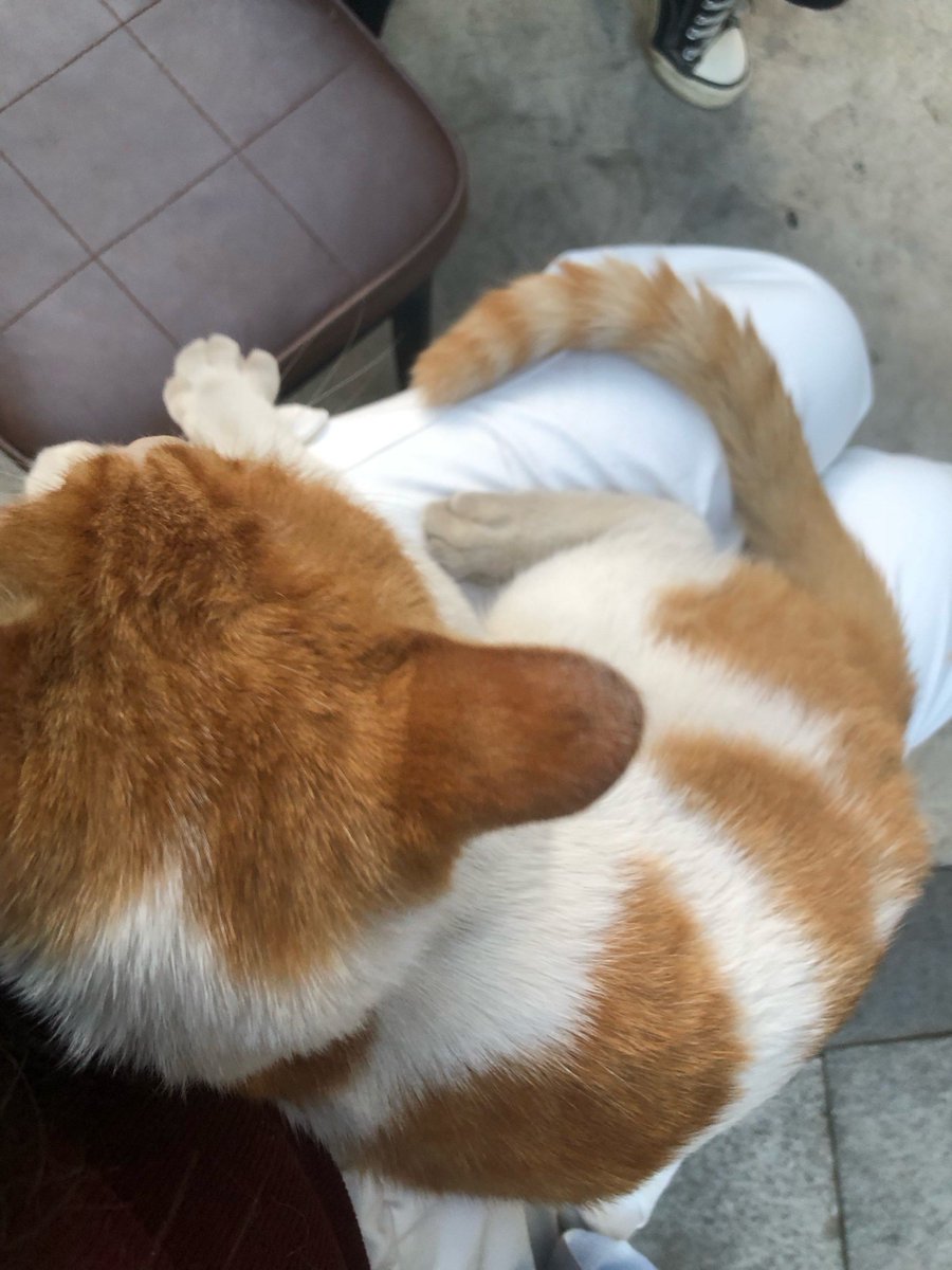 vargasigor1's tweet photo. 下班回家猫主子主动蹭腿撒娇，撸着软乎乎的毛，一天的疲惫都烟消云散了 https://t.co/VvXqdp9fx4