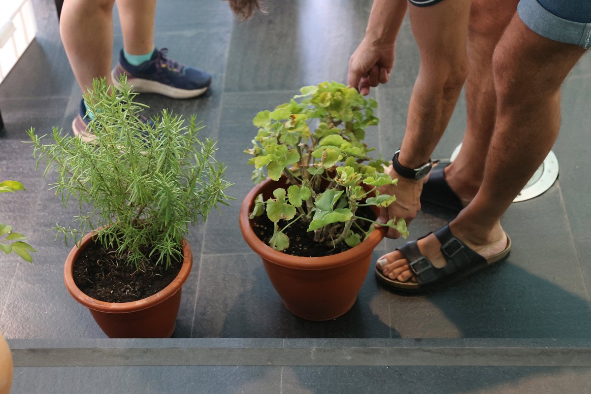 CA2M_Madrid's tweet photo. Este viernes 4 de septiembre tienes una nueva oportunidad para venir a dejar tus plantas en horario de 18:30 a 20:30.  Te las regamos mientras estás de vacaciones.
📅 Hasta el 11 de septiembre
✅Actividad gratuita con inscripción previa.
ℹ️https://t.co/rIEjOHgxma https://t.co/t1aIwzuu23