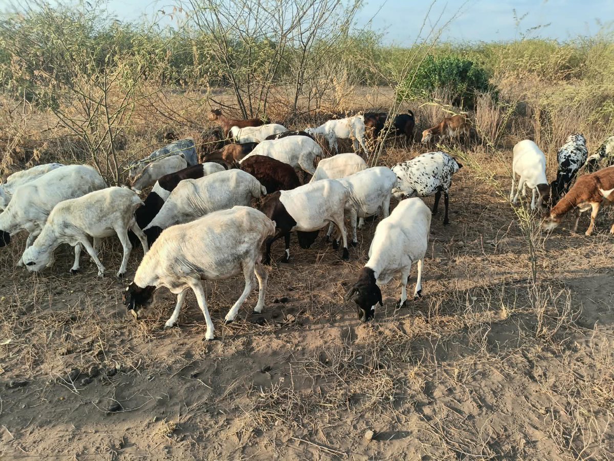 IPCORGANISATION's tweet photo. 🕊️ Maata Ateker!
IPC calls for calm and rejects revenge following reports of violence in Kibish. We urge elders, youth and leaders to choose dialogue, justice and peaceful coexistence.
Peace must prevail. 🤝
#IPC #MaataAteker #Peacebuilding #IGAD #AU #GIZ #UNCCD https://t.co/bOD2vRz1Ld