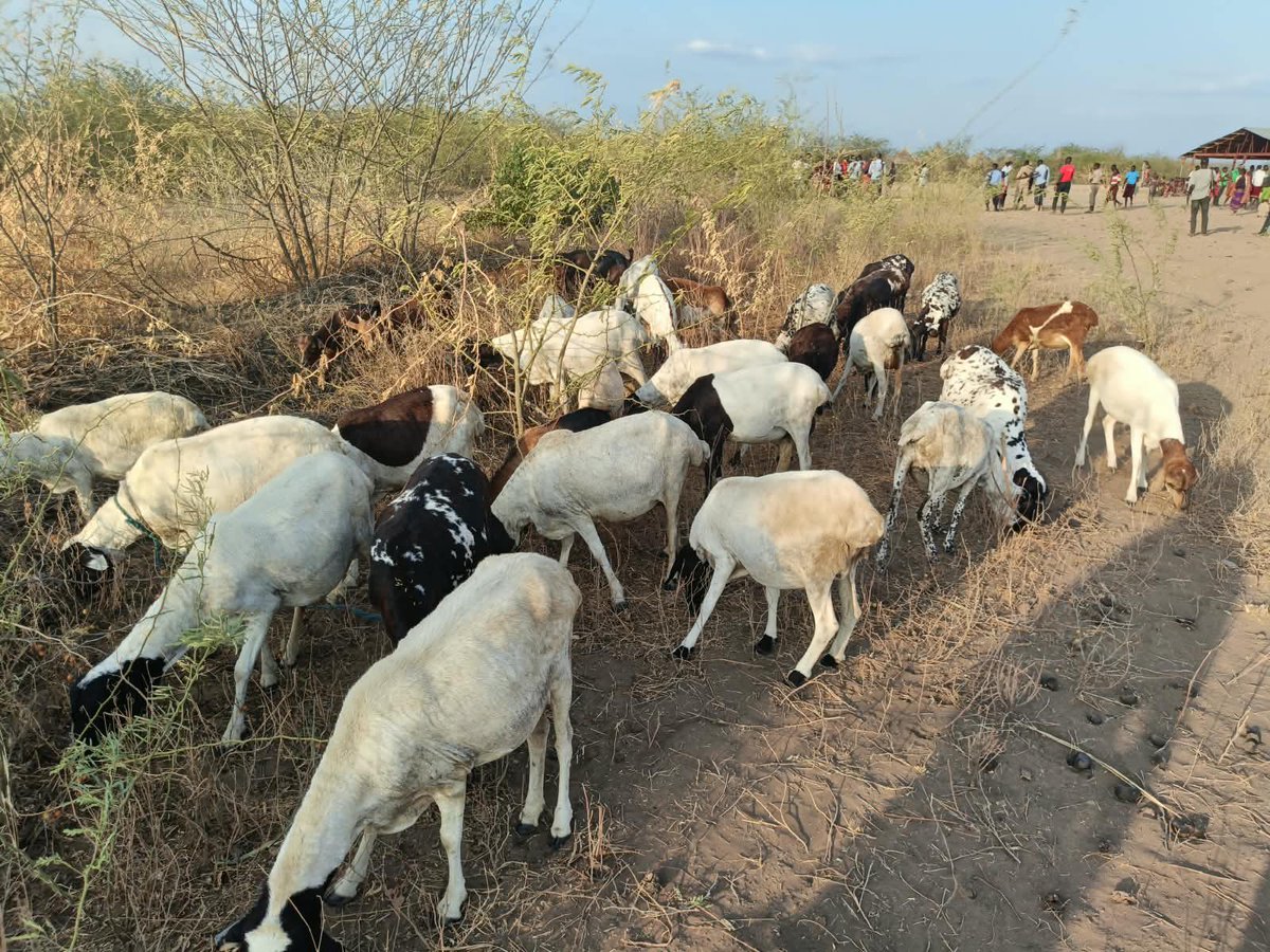 IPCORGANISATION's tweet photo. 🕊️ Maata Ateker!
IPC calls for calm and rejects revenge following reports of violence in Kibish. We urge elders, youth and leaders to choose dialogue, justice and peaceful coexistence.
Peace must prevail. 🤝
#IPC #MaataAteker #Peacebuilding #IGAD #AU #GIZ #UNCCD https://t.co/bOD2vRz1Ld