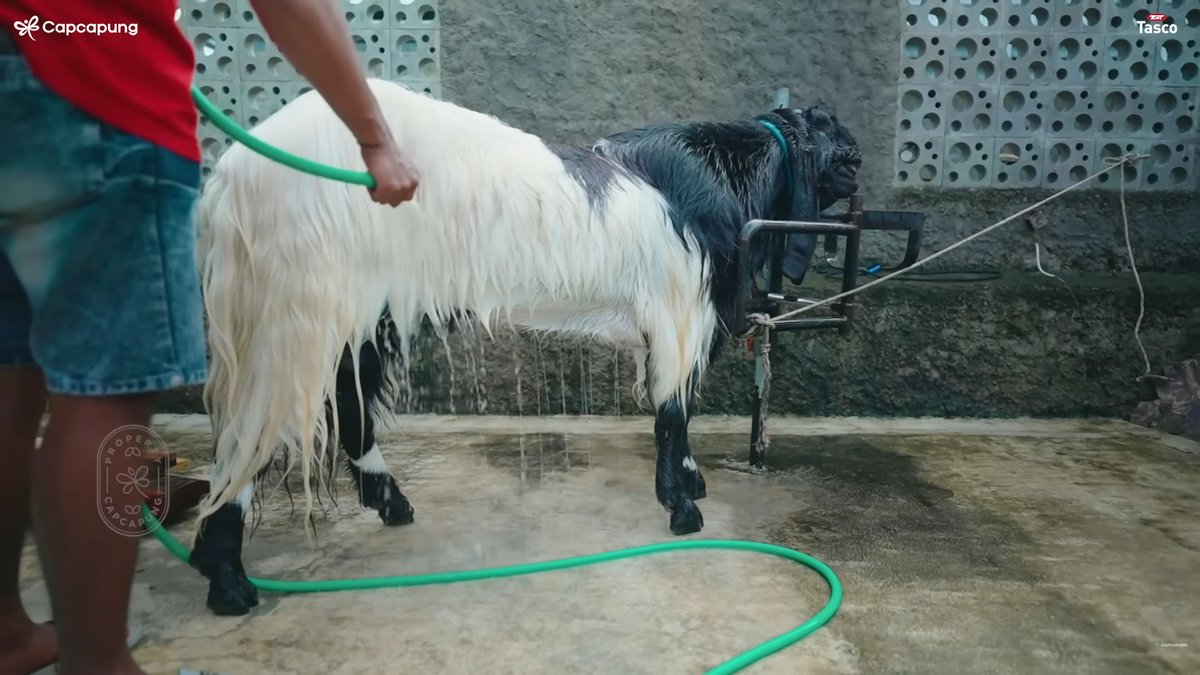 karirfess's tweet photo. Gini jadinya kalau Gen Z punya peternakan kambing.. Jadi bersih dan mewah~😍😁

"Prabu Farm: kandang kambing yang tidak bau"

- Di Kalasan, Sleman, dikelola Bintang, 23 tahun, lulusan Peternakan UGM
- Konsepnya wisata edukasi, bukan kandang kumuh
- Kandang individu, di bawahnya lubang kotoran sedalam 2 meter
- Kotoran tidak kelihatan, dipanen 2–3 bulan sekali
- Tiga lini: kambing perah, kambing kontes, dan domba
- Perah pakai ras Saanen
- Kambing kontes jantan dimandikan 2 kali sehari
- Domba lokal bisa lebih dari 95 kg
- Susu diperah mesin, diolah jadi es krim, kefir, puding
- Ada jual bibit, bakalan, dan hewan kurban
- Harga kurban mulai sekitar Rp 2 juta
- Yang jumbo bisa Rp 4 juta
- Domba 90–100 kg bisa di atas Rp 9 juta

Peternakan bisa rapi dan nyaman dikunjungi, asal kandang dan alur kotorannya dipikirkan dari awal. Ilmu masnya bener2 kepake ya dari kuliah sampe bisa jadi usaha.. keren..