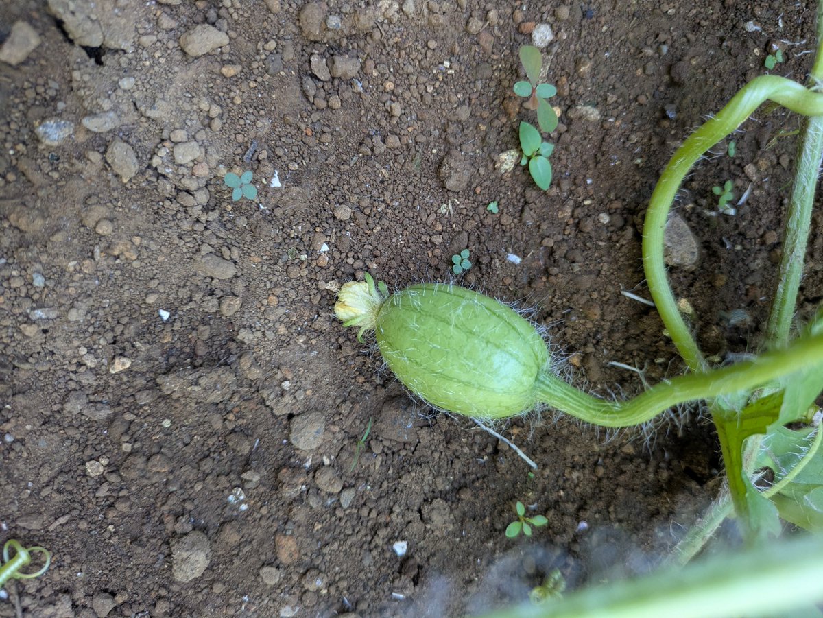 252525cchi's tweet photo. 今年初挑戦した小玉スイカ！
苗を一つだけ買って植えた！
その後小さな実を2つ付けて育ったけど2つとも途中で割れてしまった
割れたけど、切ったらちゃんと種もあって赤いスイカだった！
食べたら少し甘さは控えめだったけど美味しかったよ！ https://t.co/XYTIGRmhP1