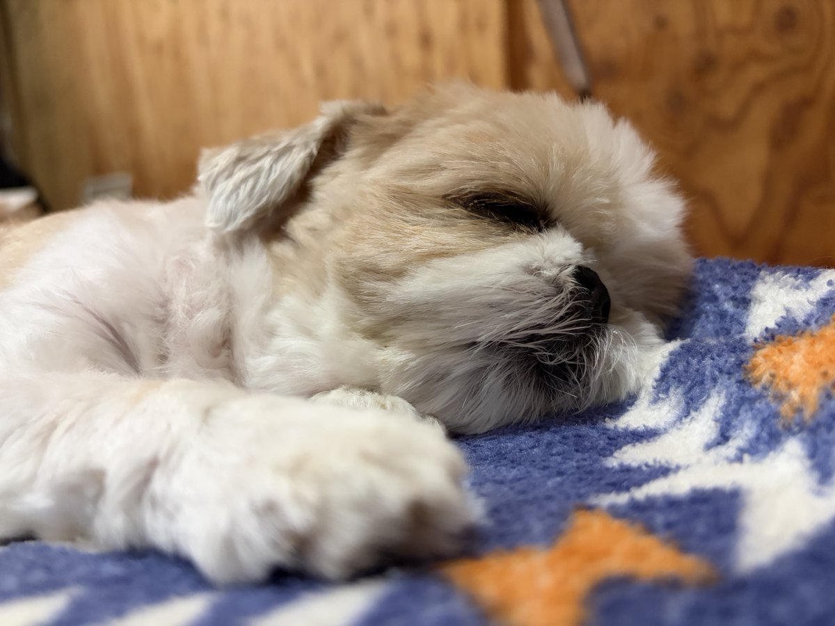 bushidojodo's tweet photo. 今日のおすすめ画像
#名犬おすし号 https://t.co/guFxUpGAUk