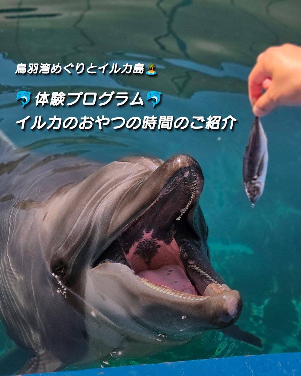 イルカメページ 鳥羽湾めぐりとイルカ島【公式】 on X: 