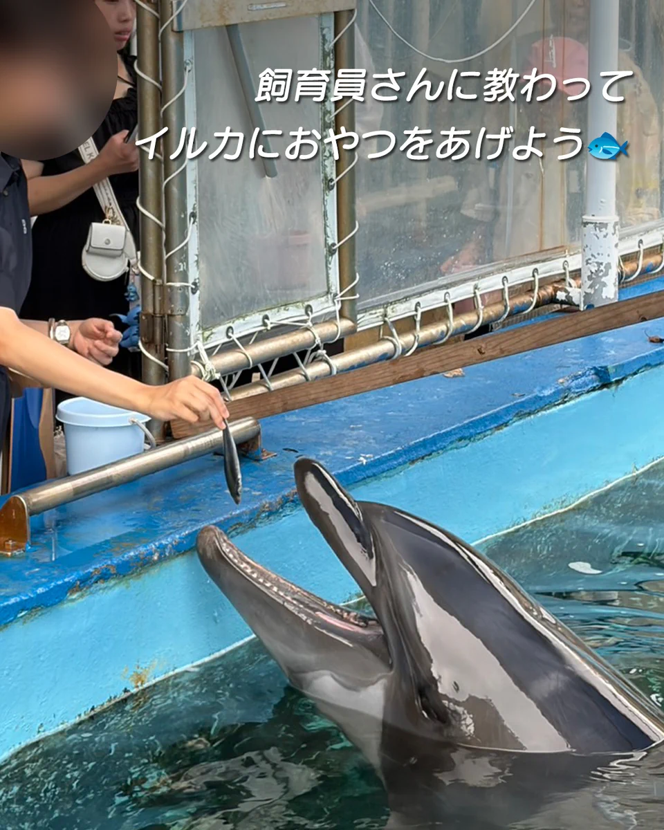 鳥羽湾めぐりとイルカ島【公式】 on X: 