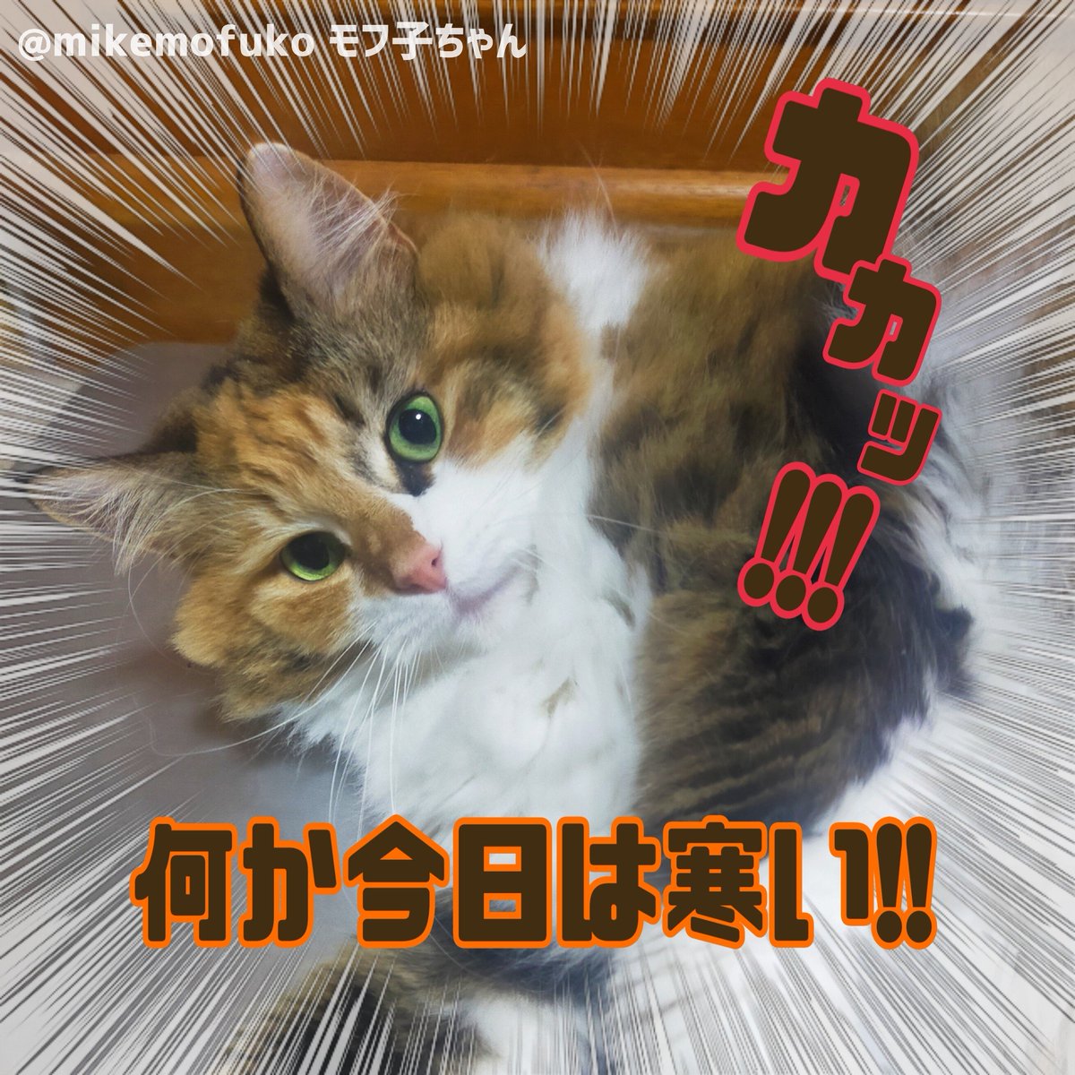 mikemofuko's tweet photo. 夜、気温が20度位になってました。まだ夏なんですけどね、寒くてびっくりしました😂😹
#猫好きさんと繋がりたい #猫のいる暮らし 寝てる時、金縛りにあったのですが、原因はモフ子でした💥😼重いねん!! https://t.co/2GkLB1RDLM