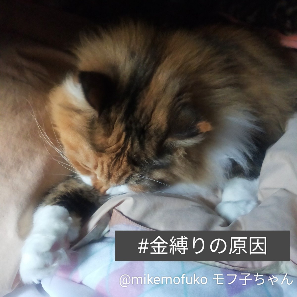 mikemofuko's tweet photo. 夜、気温が20度位になってました。まだ夏なんですけどね、寒くてびっくりしました😂😹
#猫好きさんと繋がりたい #猫のいる暮らし 寝てる時、金縛りにあったのですが、原因はモフ子でした💥😼重いねん!! https://t.co/2GkLB1RDLM