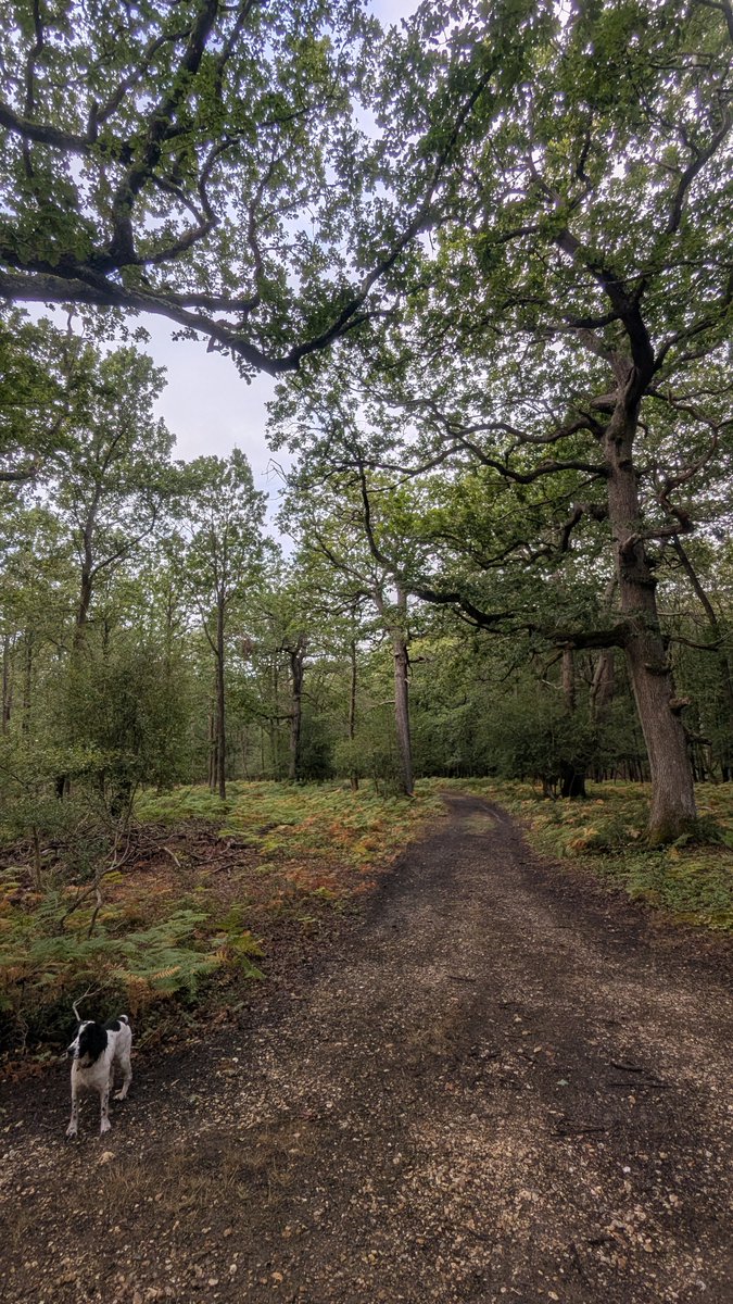 RecyclerBill's tweet photo. Today"s #GateOfTheDay is open for business in @NewForestNPA
#BillsGates
#QuiteInterestingGatesAndLatchesOfTheUK https://t.co/UQx9YgtZoe