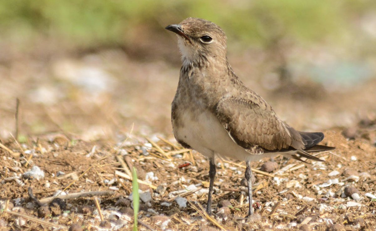 BirdsofBahrain's tweet photo. Bahrain #Birds Juvenile Collared Pratincole, a regular late summer migrant https://t.co/5hhj5mLcQQ