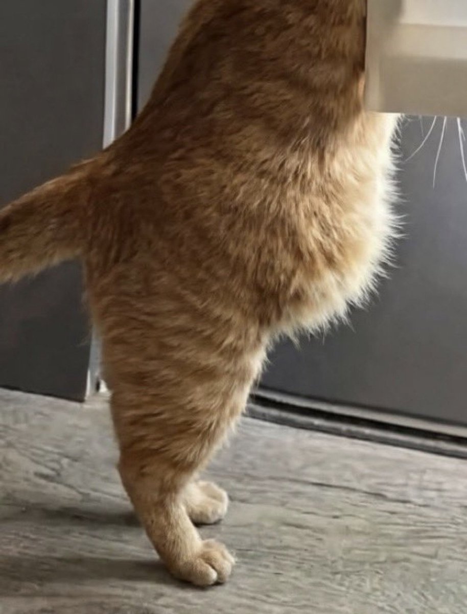 ThePetsX's tweet photo. full of milk https://t.co/MnnYa2YPj8