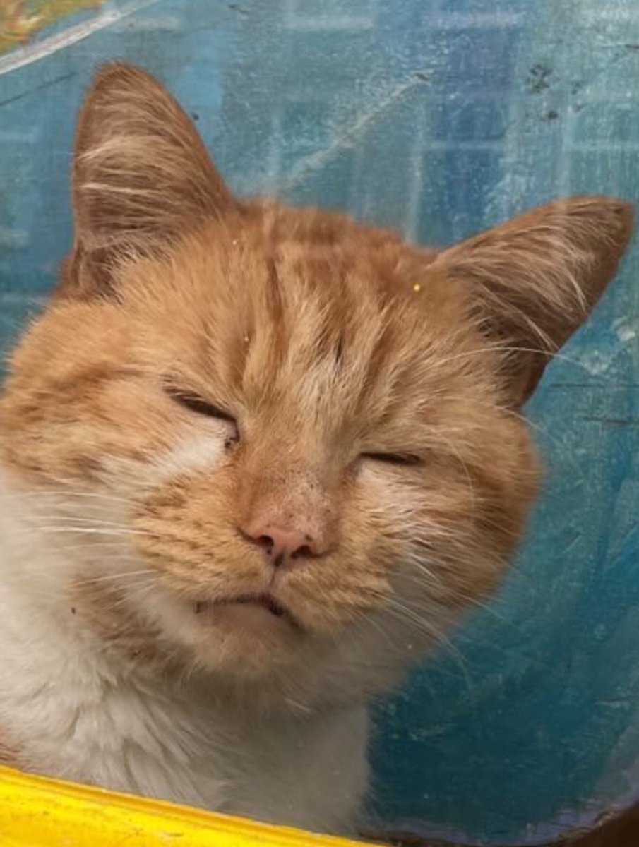 BestOfMeow's tweet photo. https://t.co/fDL5vzWw5U