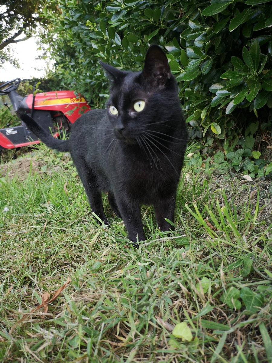 vigipets's tweet photo. 🟠 🐱 Chat perdu le 25/08/2026 à Taulé (29670).
Race : Européen / Âge : 6 an(s)
Phoebe / Femelle / Identifié(e) : Non

☎️ 0606492376
📧  mannlou9@gmail.com

#chatperdu #chattrouve #chat #perdu #trouve https://t.co/UDzA90IYrB