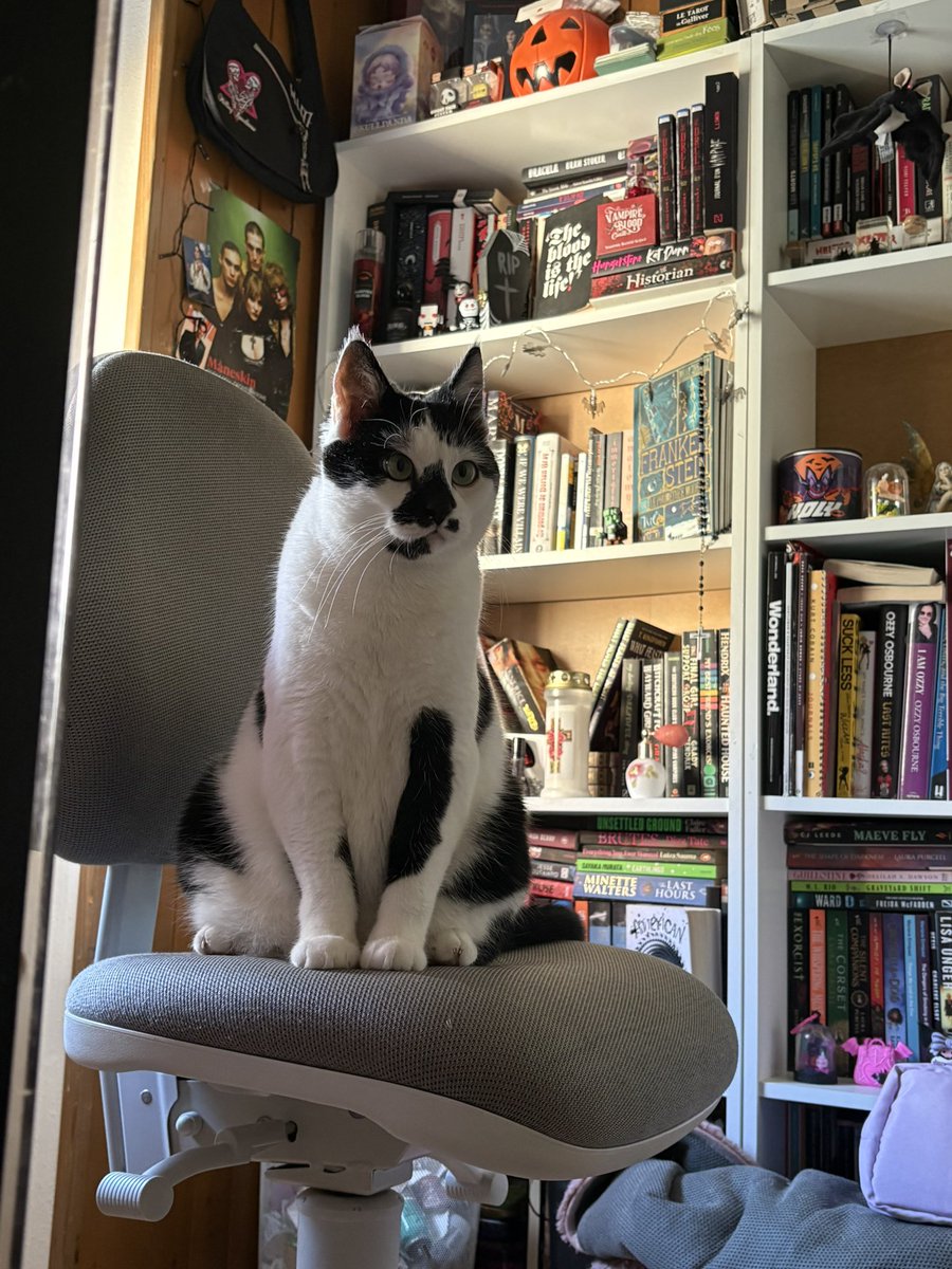 swisscatmax's tweet photo. this is my chair now btw https://t.co/05e32dJrPa