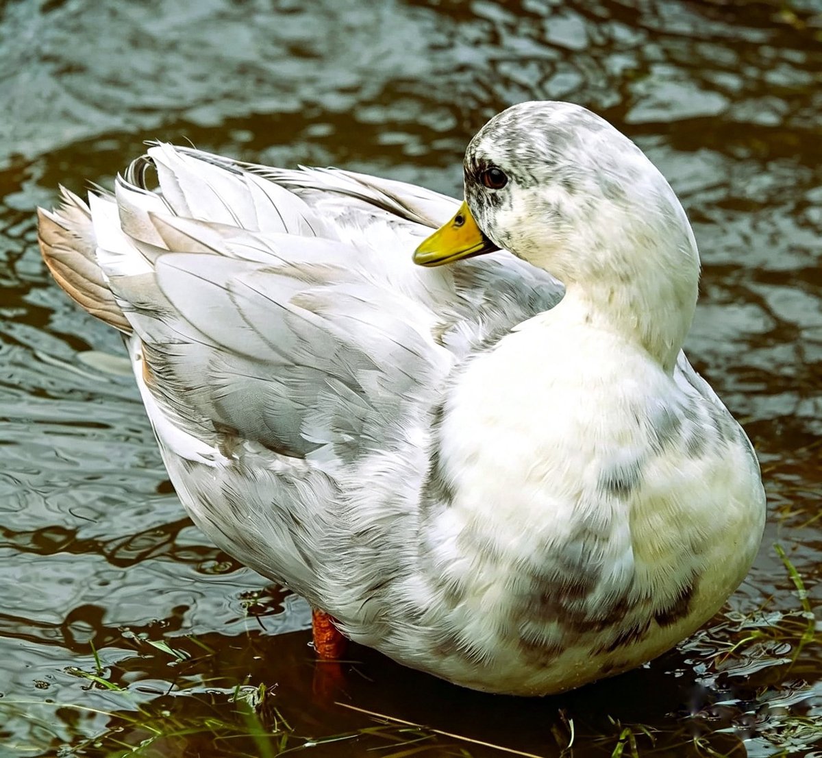 JanesBirdBox's tweet photo. Pretty piebald duck. 🦆 
#MallardMonday
#BirdPhotography 
#Birds
#Nature https://t.co/acnKt1wy3I