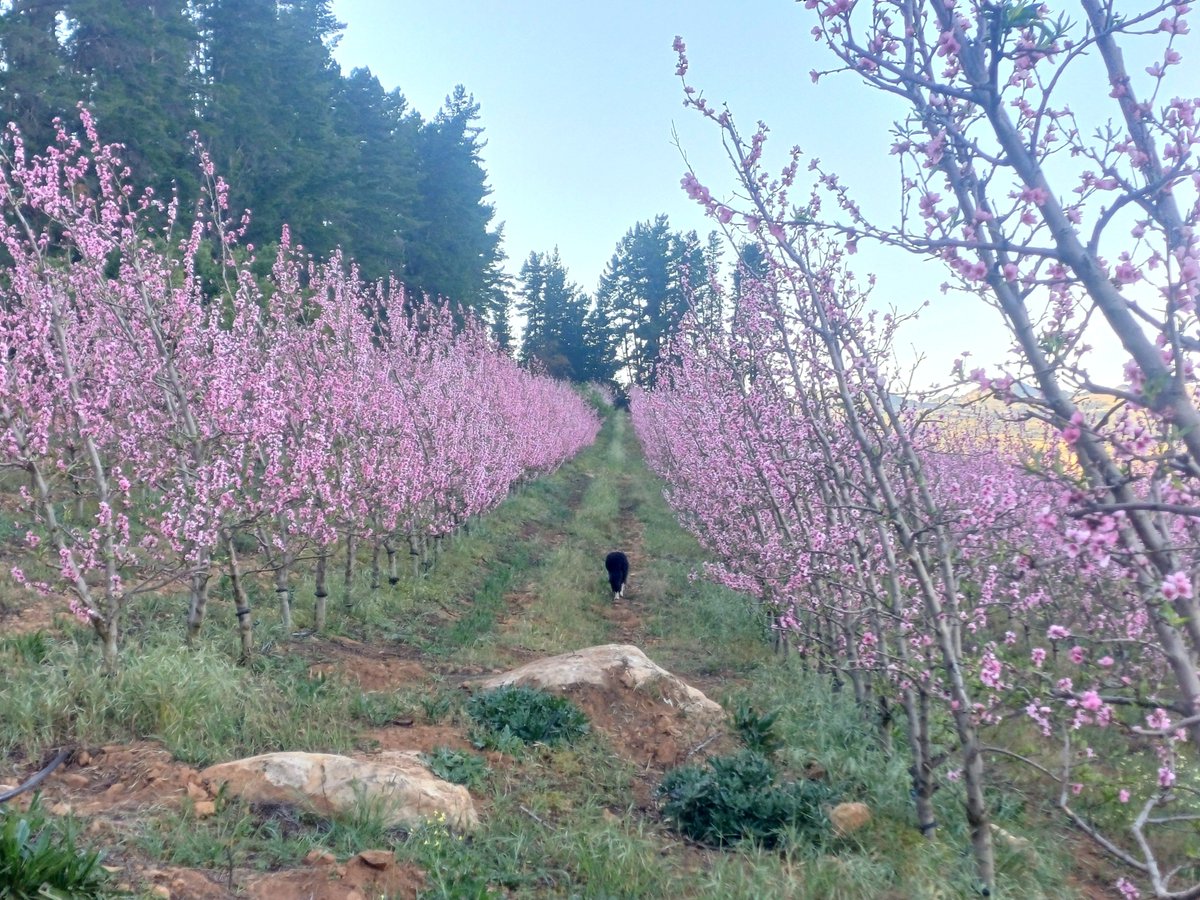 80_incognito's tweet photo. It's a beautiful Spring morning 🐕🚶‍♂️ https://t.co/cVrc16xPga