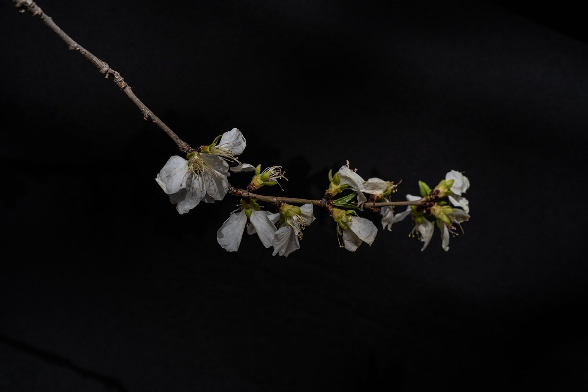 Lhaven817's tweet photo. 中式美學
Sony α7 III with a 90mm macro https://t.co/Wo32xqOCug