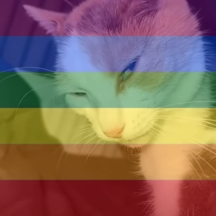 leebibith's tweet photo. gay kitten https://t.co/jjLnw3yXSX