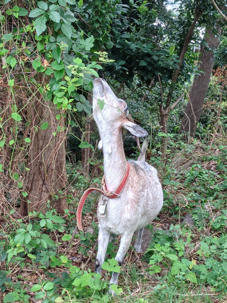 mejirodai_undo's tweet photo. 本日もヤギのミーちゃんとムーちゃんは、
元気に草を食べておりました🐐
みなさまのご来園をお待ちしております😀
#山羊
#Goat
#文京区 https://t.co/RHgC5Fbba3